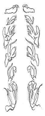 Masticatory cihaz, çizimde vintage kazınmış. Doğal Tarih hayvanların, 1880