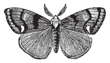 Vapourer güve pervane, vintage çizgi çizme veya oyma illüstrasyon bombycina kabilesine ait.