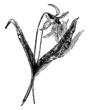 Görüntü Adder'ın dilini çiçek fabrikasıdır. Onun yaprakları çok uzun ve çiçek çizim veya illüstrasyon oyma sarı, vintage çizgi.