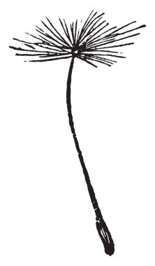 Sonra çiçek gitmiş görüntü küçük tüylü top karahindiba bitki üstünde gösterir. O top, vintage çizgi çizme veya oyma illüstrasyon ortasında tohumlardır.