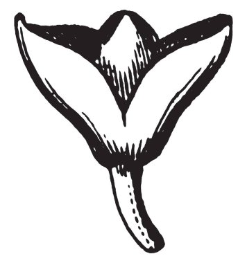 Claytonia bitkinin çiçek görüntüsü. Ve Calyx bud, vintage çizgi çizme veya oyma illüstrasyon dış tarafında görülür.