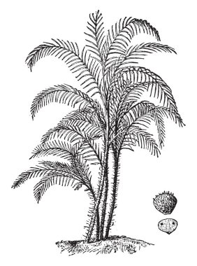 Amerika'daki tropik, vintage çizgi çizme veya oyma illüstrasyon ince palmiye, başta olmak üzere bulunan nehirler ve bataklık gösteren bir resim.