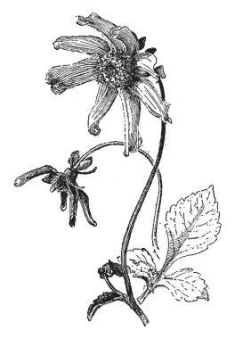 Bir resmi tek kaktüs Dahlia, dahlia juarezii bilinen gösteriyor. Uzun sivri sivri yaprakları, vintage çizgi çizme veya oyma illüstrasyon ile yaprakları tek satır özellikleri.