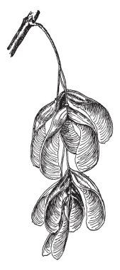 Bu görüntüde vardır bunlar kutusu yaşlı Acer negundo, vintage çizgi çizme veya oyma illüstrasyon tohumları..