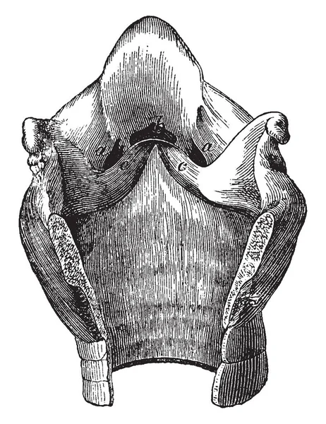 Larynx Cavité Cheval Ventricules Latéraux Larynx Dessin Vintage Gravure Illustration — Image vectorielle