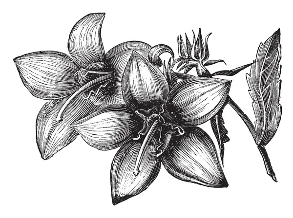 这是一幅风铃裂花的图画 这是一个罕见的开花植物有大的蓝色花朵 复古线条画或雕刻插图 — 图库矢量图片