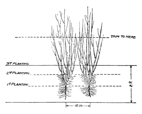 Las Dos Plantas Seto Privet Están Pulgadas Distancia Dibujo Línea — Archivo Imágenes Vectoriales