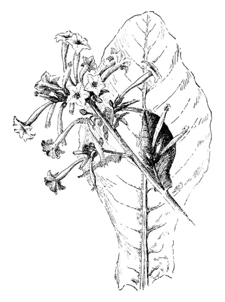 ニコチアナ シルベストリスがエレガントな長い 白いトランペットの花 ヴィンテージの線描画や彫刻イラストを持つ背の高い とした タバコ植物 — ストックベクタ