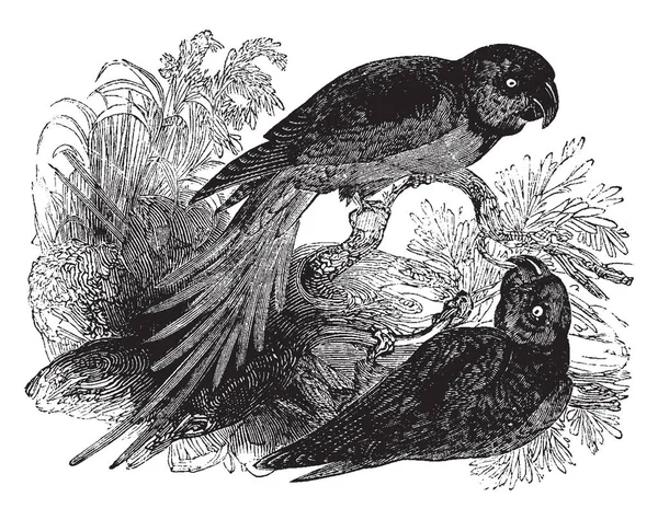 Alexanderine 鹦鹉是一个长尾物种最初带回从印度亚历山大伟大的 复古线条画或雕刻插图 — 图库矢量图片