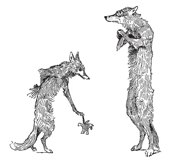 Wolf Gospodarstwa Rękawic Fox Stojąc Przed Nim Vintage Rysowania Linii — Wektor stockowy