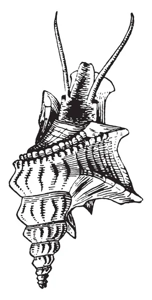 Hubička Shell Rod Gatropods Effuse Kanálem Jako Ret Ostny Vintage — Stockový vektor
