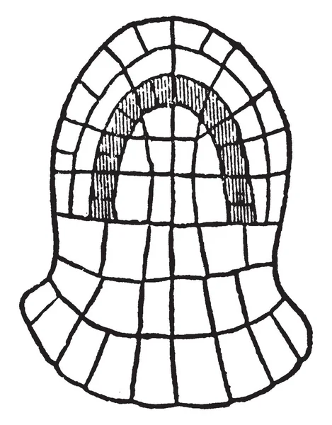 Een Foto Van Anthoceros Laevis Semi Diagramatic Afbeelding Van Een — Stockvector