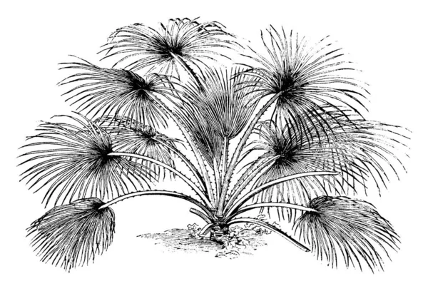 Imagem Planta Ilustração Vetorial —  Vetores de Stock