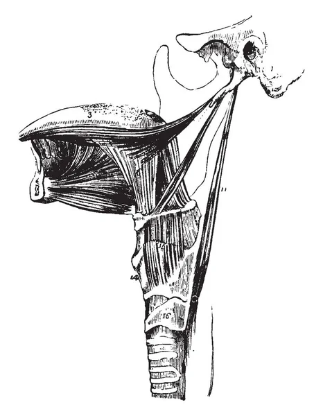 この図は 人間の舌 ビンテージの線描画や彫刻イラストの筋肉 — ストックベクタ