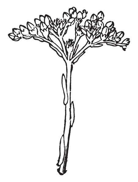 Hendek Stonecrop Olarak Bilinen Bahçedeki Bir Resim Gösteriyor Crassulaceae Ailesine — Stok Vektör