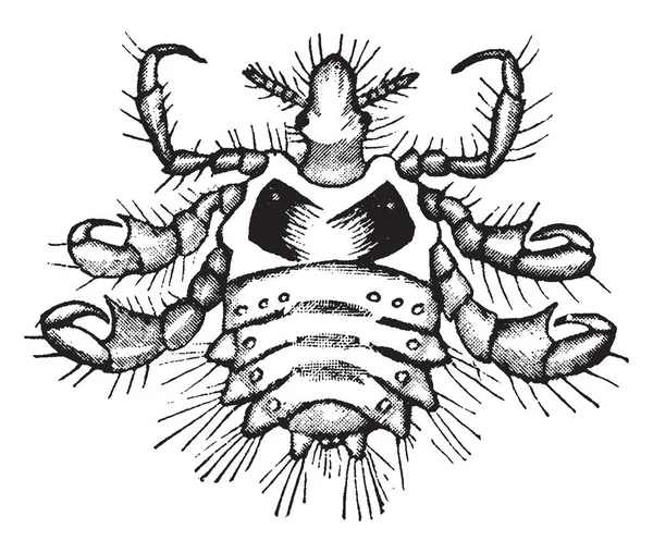 カニのシラミは人間の血 ビンテージの線描画や彫刻イラスト専用餌の義務づける外部寄生虫である昆虫です — ストックベクタ