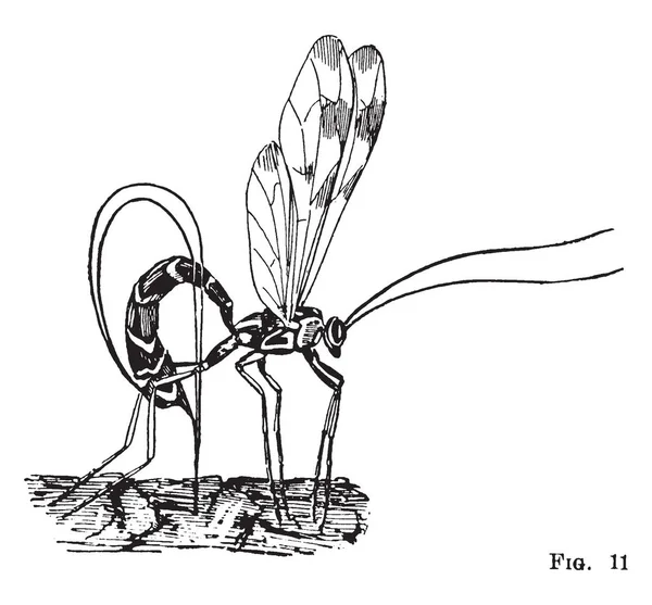 Ichneumon Género Avispas Dibujo Línea Vintage Ilustración Grabado — Vector de stock