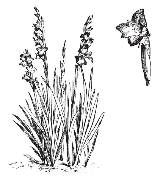这个图像是从植物命名唐菖蒲 Psittacinus 他们的长度超过1英尺高 到12朵花 复古线条画或雕刻插图 — 图库矢量图片