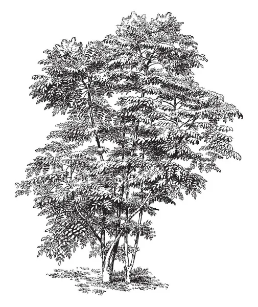 Цьому Зображенні Загальна Назва Аралії Китайський Китайські Анжеліка Дерево Vintage — стоковий вектор