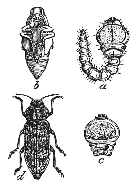 フラット向かったアップル ツリー中くり盤通常茶色がかったグリーン ビンテージの線の描画や彫刻イラスト — ストックベクタ