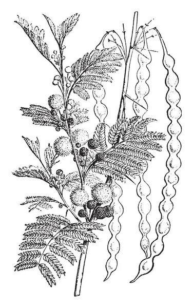 Questa Cornice Albero Che Pieno Fiore Legume Quell Albero Disegno — Vettoriale Stock