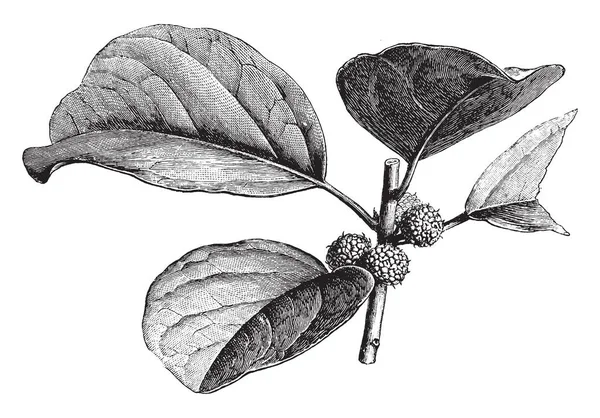 Boceto Rama Que Tiene Hojas Oscuras Gruesas Con Frutos Las — Archivo Imágenes Vectoriales