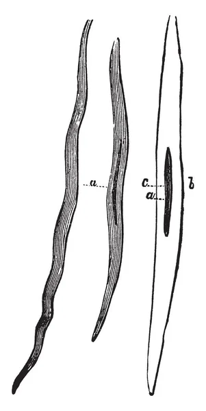 Questa Illustrazione Rappresenta Muscolo Non Striato Disegno Linea Vintage Incisione — Vettoriale Stock