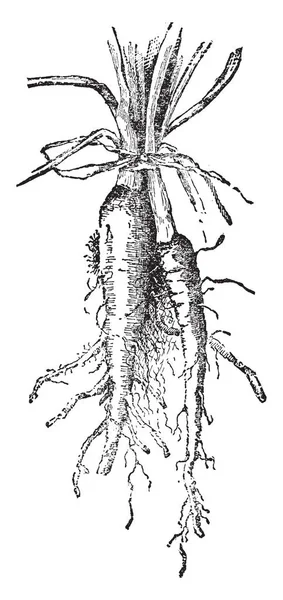 Est Légume Huîtres Est Type Légume Grandit Sous Terre Feuilles — Image vectorielle