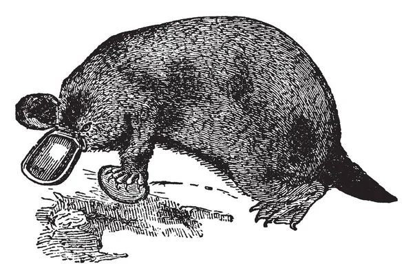 Platypus Характеризуется Перепончатыми Ногами Короткий Хвост Маленькие Глаза Рисунок Винтажной — стоковый вектор