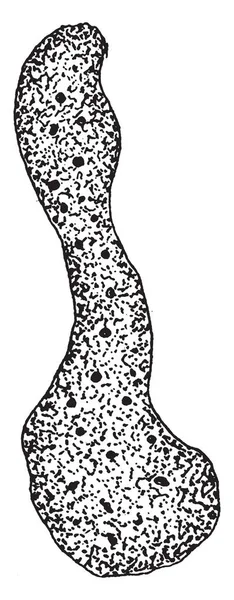 成人变形虫 Lymphosporidium Truttae 的例证 这是小溪的原因 鳟鱼流行的 1800S 复古线条画或雕刻插图 — 图库矢量图片