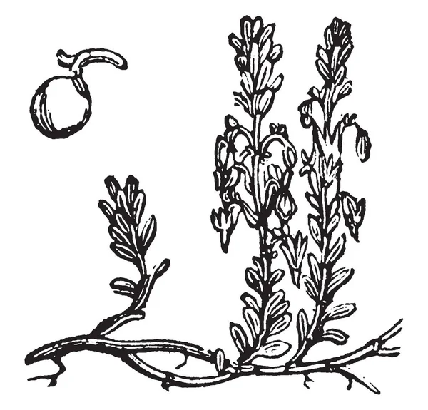 Dans Cadre Une Plante Canneberge Plante Des Feuilles Délicates Plante — Image vectorielle