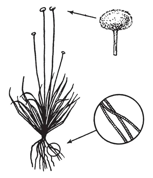 ホシクサを一般的に Pipeworts として知られて表示している画像 それは ホシクサ科の家族に属しています 複数のフィラメントは 葯がある現在がある 花粉は葯 ビンテージの線描画や彫刻イラストに — ストックベクタ