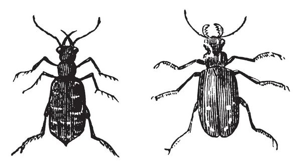 Los Escarabajos Tigre Tienen Alas Duras Dibujo Línea Vintage Ilustración — Archivo Imágenes Vectoriales