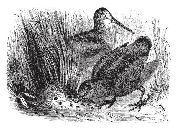 Gambar Ini Mewakili Probing American Woodcock Gambar Garis Vintage Atau - Stok Vektor