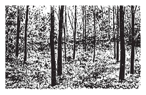 Група Чорно Жовтих Дерев Вінтажний Малюнок Лінії Або Гравюрна Ілюстрація — стоковий вектор