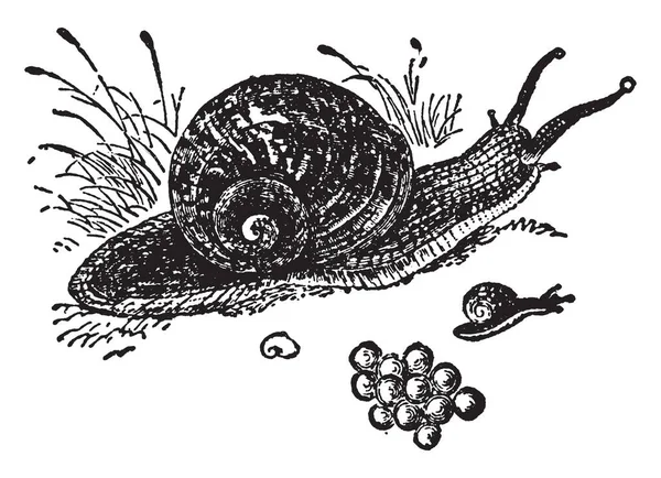 蜗牛是一个普通的名称松散地应用于壳腹足类 复古线绘制或雕刻插图 — 图库矢量图片
