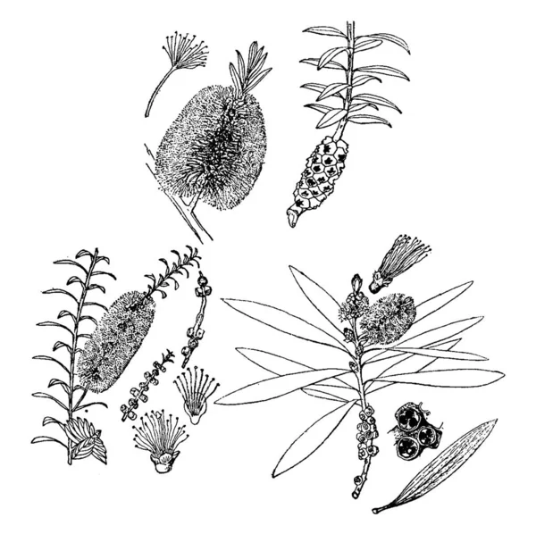 Növényi Kép Vektoros Illusztráció — Stock Vector