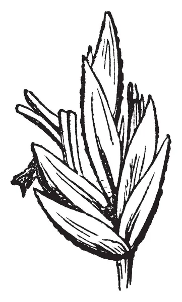 这幅画显示的是草叶 叶子小而细 上面有尖点 复古线画或雕刻插图 — 图库矢量图片