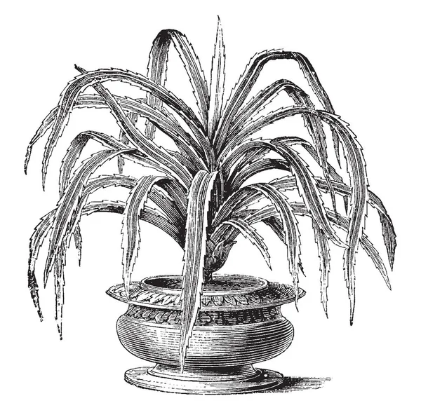 Una Foto Que Muestra Candelabro Pandanus Familia Pandanaceae Nombre Común — Vector de stock