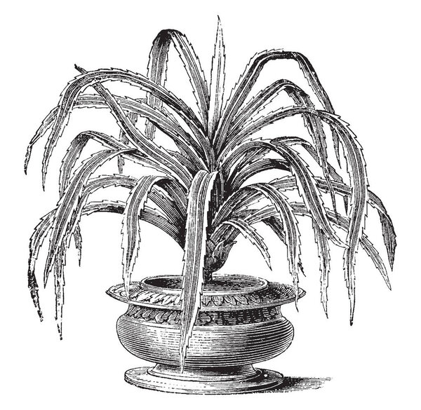 A picture showing a Pandanus candelabrum. This is from Pandanaceae family. The common name of Pandanus is screw pine. The narrow leaves that are three to six feet in length, white spines on the edges, vintage line drawing or engraving illustration.