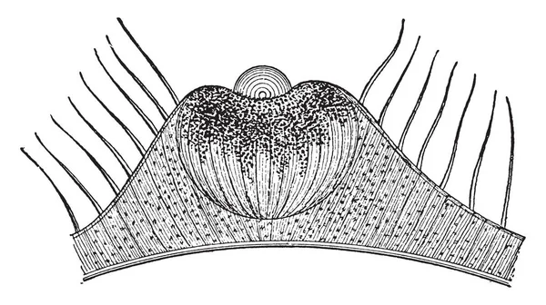 Deze Afbeelding Vertegenwoordigt Zin Van Het Zicht Vintage Lijntekening Gravure — Stockvector