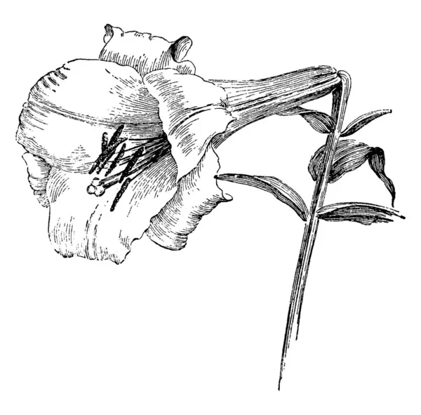 Квітка Лілійного Носорога Має Довжину Від Дюймів Цвіте Серпні Вересні — стоковий вектор