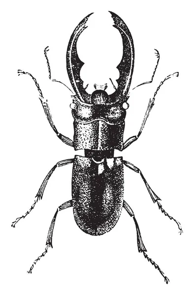 Hirschkäfer Aus Metall Gravierte Illustration Naturgeschichte Der Tiere 1880 — Stockvektor