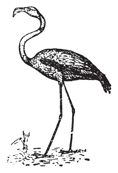 Flamingo Flamingo Vintage Gegraveerd Illustratie Natural History Dieren 1880 — Stockvector