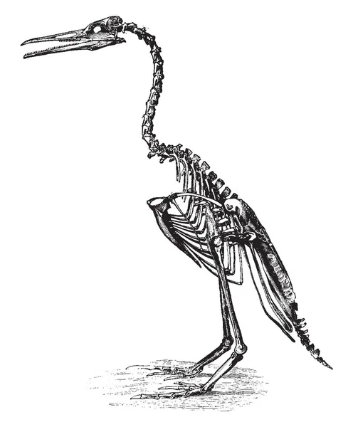 Restaurierung Von Hesperornis Regalis Das Etwa Drei Meter Hoch Stand — Stockvektor