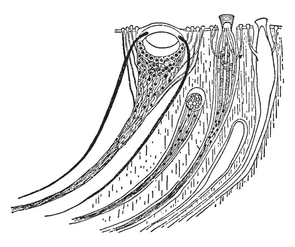 Questa Immagine Rappresenta Occhio Palliale Esteti Chitone Disegno Linee Vintage — Vettoriale Stock