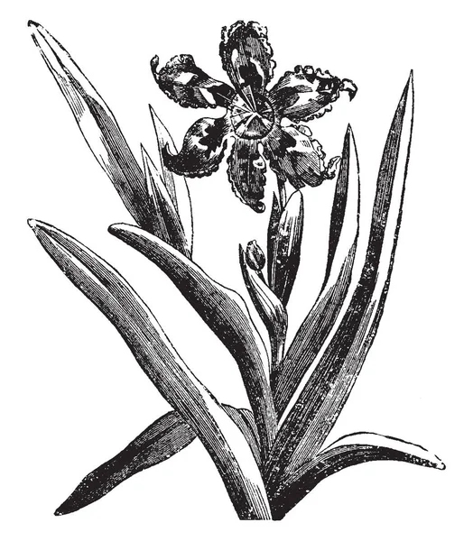 Una Foto Muestra Pico Floreciente Ferraria Undulata Pertenece Familia Iridaceae — Archivo Imágenes Vectoriales