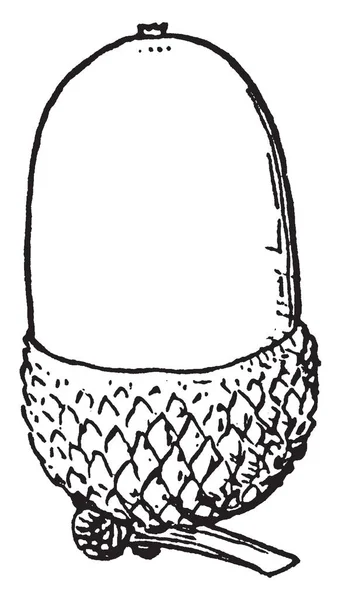 Плод Гланса Форме Яйца Половина Этого Фрукта Покрыта Острозубой Крышкой — стоковый вектор
