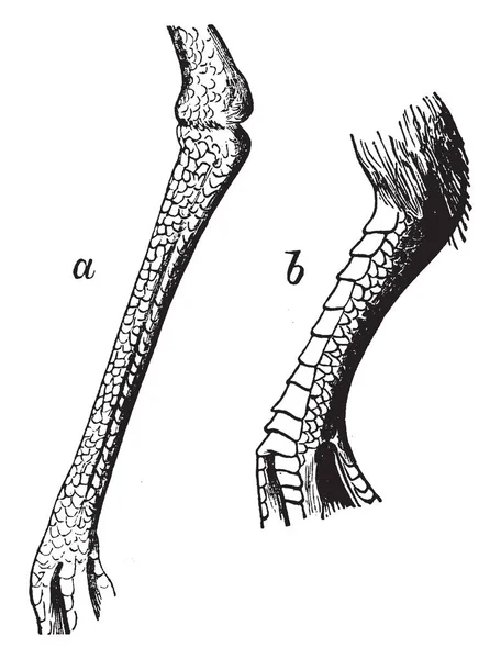 Scutellate ビンテージの線描画や彫刻イラストの網状のタルスス千鳥の足根を網状します — ストックベクタ