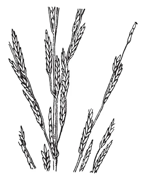 Bu resmi çim Glyceria, vintage çizgi çizme veya oyma illüstrasyon denilen aile geniş bir çeşittir.